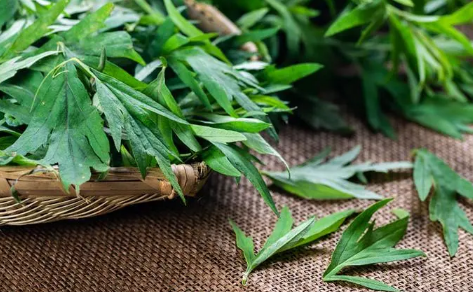 1748592851140941.png 艾草.png